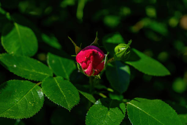 istock Unblown Bud of a rose flower. 1253677954