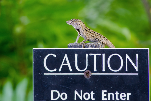 Lizard warning not to enter property!