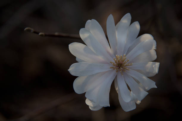istock close up of a white flower 1253678971