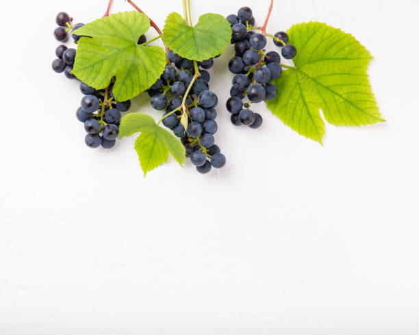 istock Clusters of blue grape with leaves on white background. Food background. Top view, copy space. 1253679042