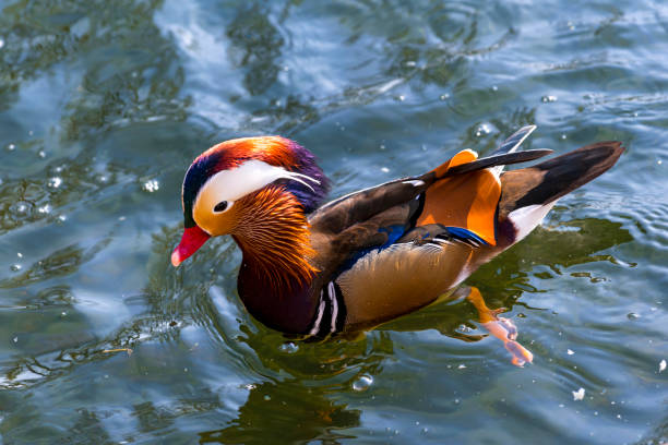 istock Colorful Mandarin duck (Yuanyang) ) swimming in pond 1253679071