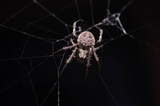 istock Close up macro shot spider (garden orb weaving spider) climbs on the web. 1253679216