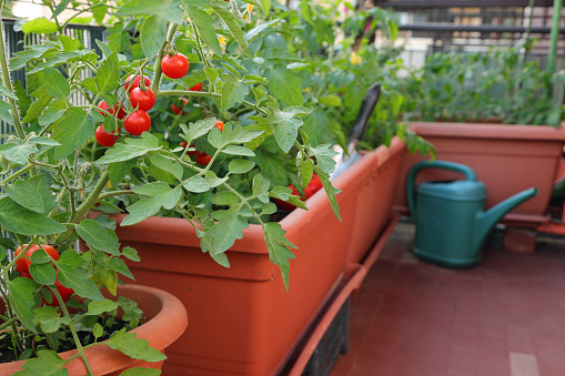 Red tomatoes in flower pots on a terrace of an apartment in the city This this cultivation is called urban garden