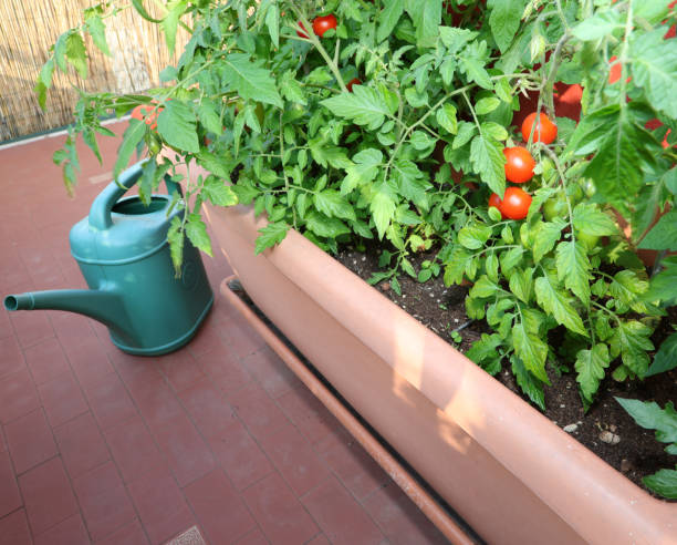 istock watering can and flower pot with tomato plants 1253679279