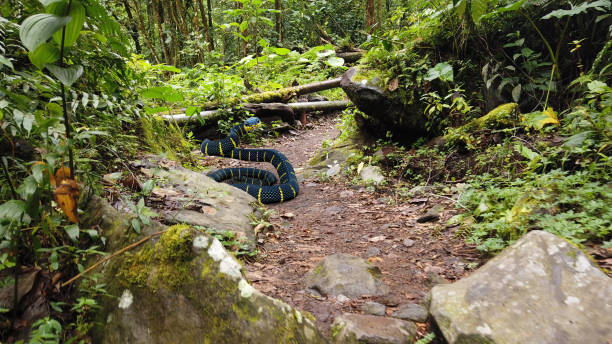 Snake on a forest path Snake on a forest path snake with its tongue out stock pictures, royalty-free photos & images