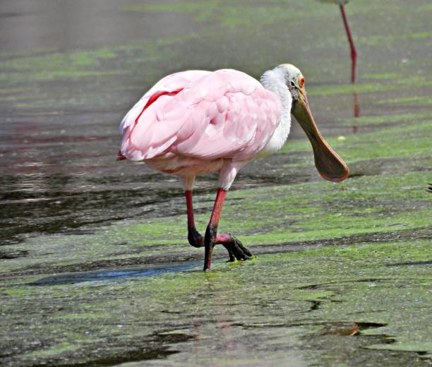 istock Roseate Spoonbill (Platalea ajaja) walking in the Florida wetlands 1253680400