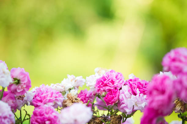 Romantic pink roses wedding background