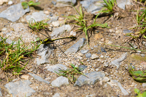 Black-shouldered Spinyleg Dragonfly