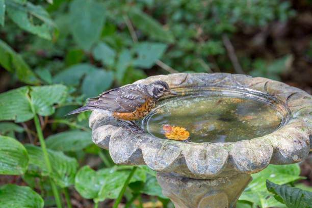 istock Young American Robin At The Birdbath 1253681695