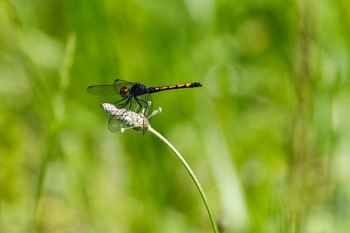 Seaside Dragonlet Dragonfly