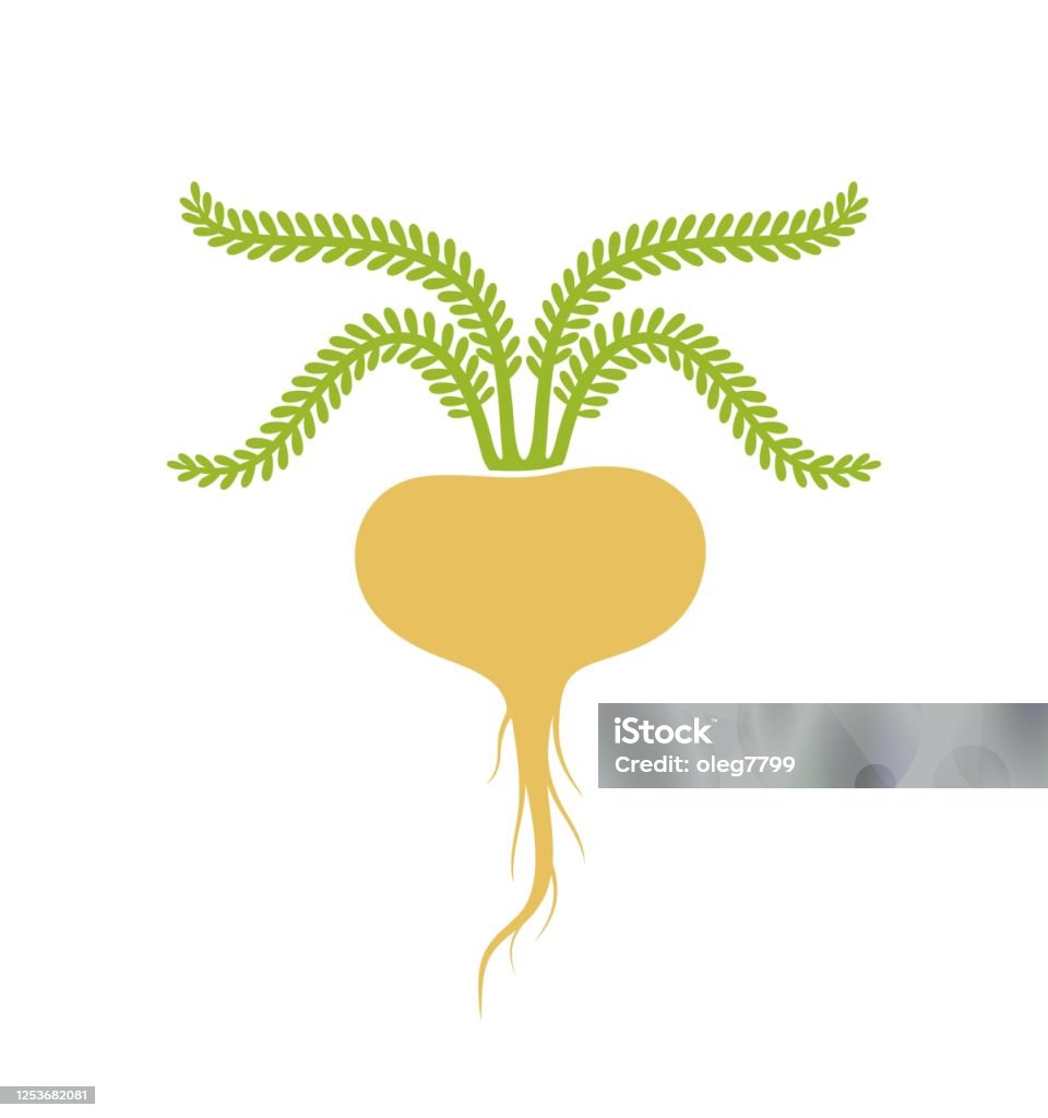 Maca Vector Maca Peruvian Logo Isolated Maca Peruvian On White Background Stock ...