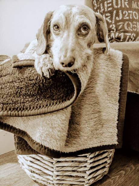 istock Blanket Basket Dog Bed 1253684171