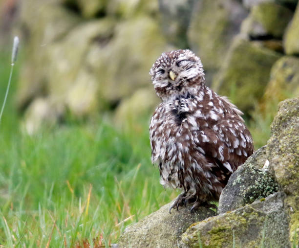 istock Little owls in a Yorkshire field 1253684336