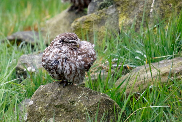 istock Little owls in a Yorkshire field 1253684402