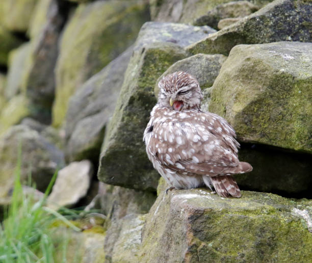 istock Little owls in a Yorkshire field 1253684403