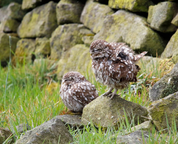 istock Little owls in a Yorkshire field 1253684444