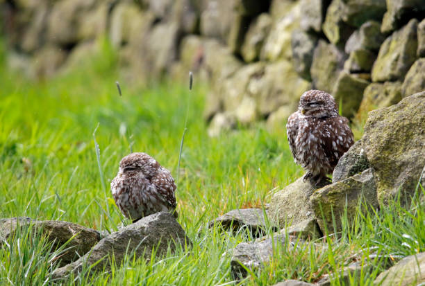 istock Little owls in a Yorkshire field 1253684446