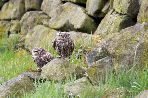istock Little owls in a Yorkshire field 1253684503