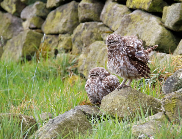istock Little owls in a Yorkshire field 1253684522