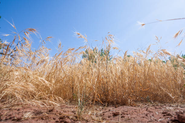 A field of tall dry grass with red soil