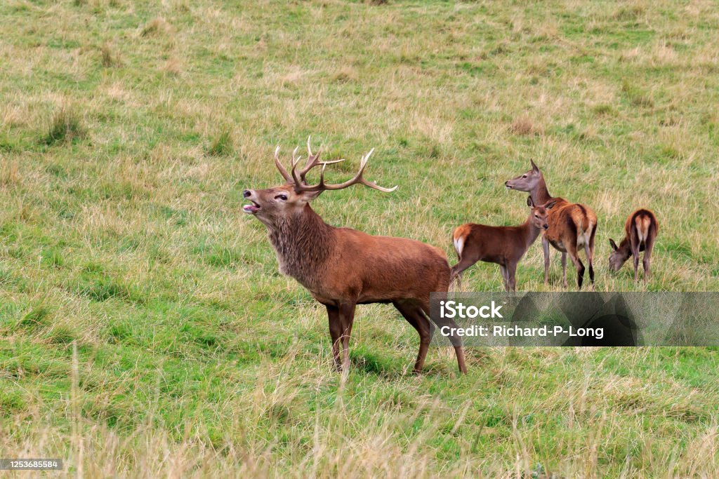 Red Riding Deer Red Deer Stock Photo - Download Image Now - Animal, Animal Wildlife ...