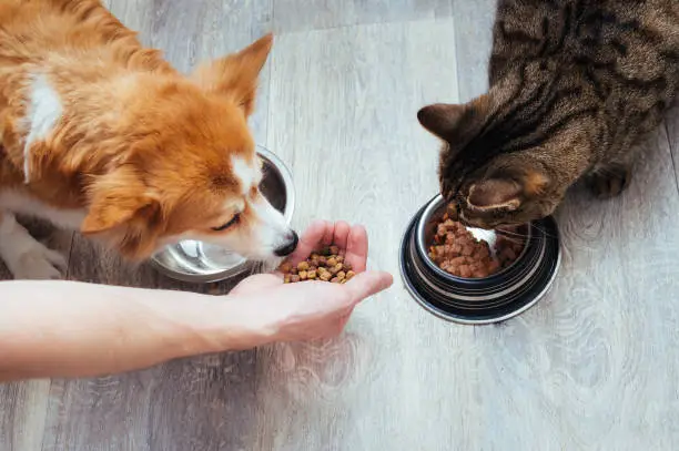 Photo of owner pours dry food to the cat and dog in the kitchen. Master's hand. Close-up. Concept dry food for animals