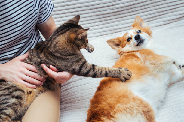 cat in the arms of a man plays with a dog lying next to him. Concept cat and dog stock photo