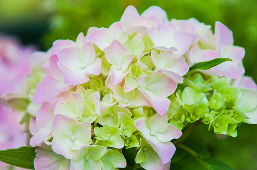 The soft pink colors of a fresh hydrangea blossom in early summer.