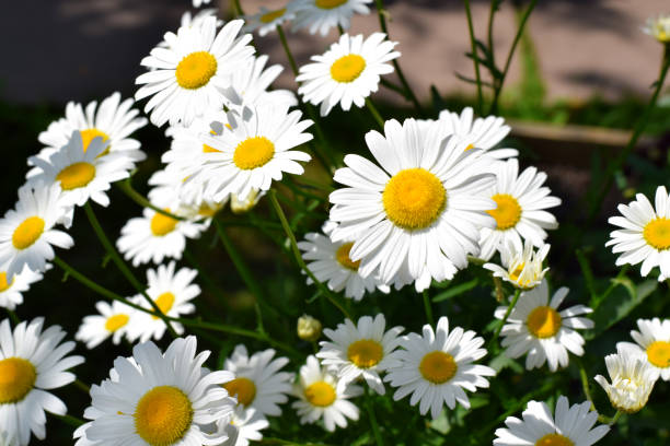 białe rumianki ogrodowe na klombu - chamomile plant german chamomile summer green zdjęcia i obrazy z banku zdjęć