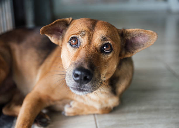 Stray dog that have been taken care stare and suspicious stock photo