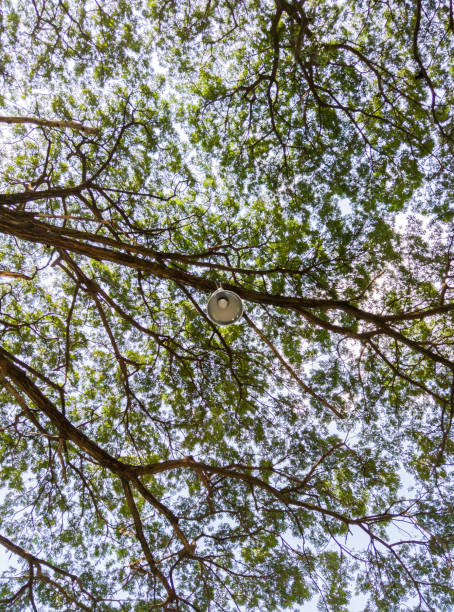 istock Modern electrical lamp is hanging on the branch. 1253687126