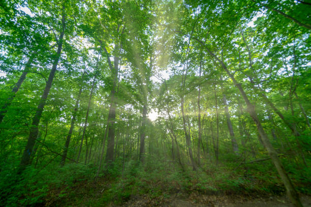 istock Sun Streaming through Trees #4, Blydenburgh County Park, Smithtown NY 1253687137
