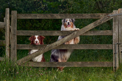 Australian Shepherd outdoors in the summer nature.