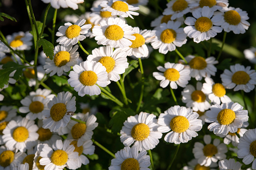 Mortar with a bouquet of chamomile flowers on  background. The concept of natural herbal organic cosmetics, homeopathic cosmetology. Medicinal herbs. Place for text. copy space.