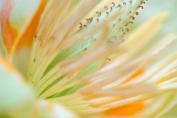 Tulip Poplar Tree Flower in macro