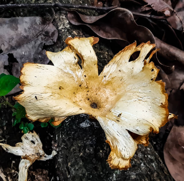 se han cultivado setas blancas. esta es una foto de una tierra de cultivo. - asia autumn bracket brown fotografías e imágenes de stock