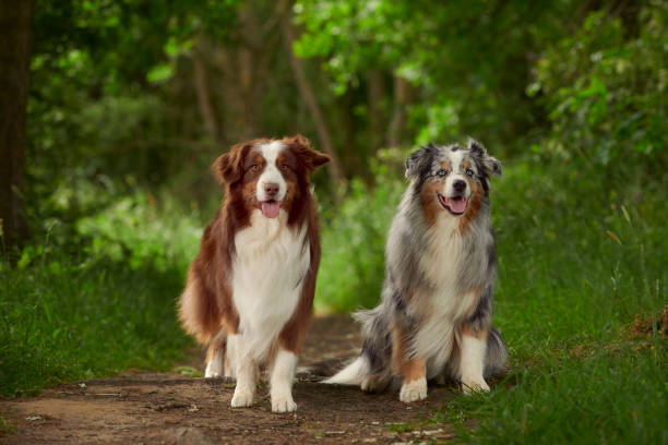 australian shepherd - australian shepherd stock-fotos und bilder