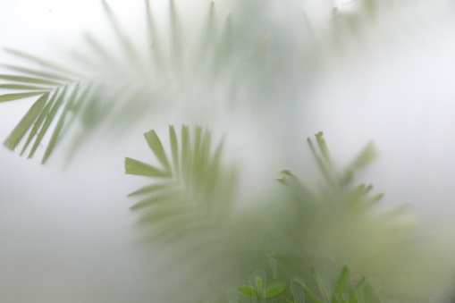 Green plants in fog with stems and leaves behind frosted glass. Selective focus