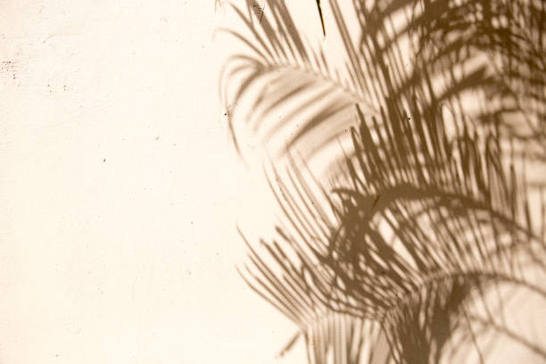 istock Abstract background of shadows palm leaves on textured light wall. 1253690588