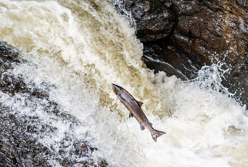 An atlantic salmon attempting to jump up a waterfall in the Scottish Highlands, on a journey to spawning grounds.