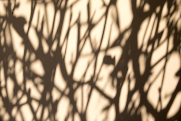 istock abstract background of shadows tropical plants on textured wall. 1253691362