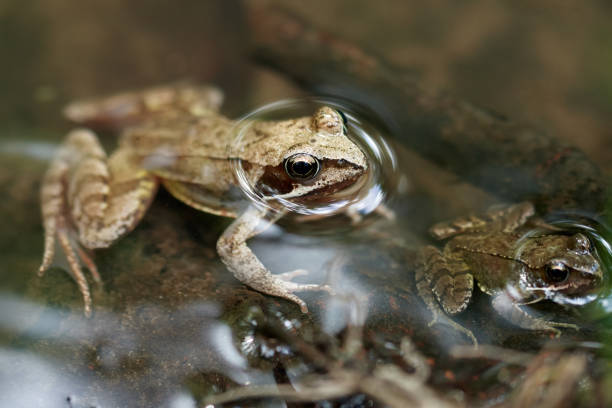 Common brown frog or European grass frog (Rana temporaria) in a stream with its offspring sticking their heads out of the water. Nature reserve Meißendorf Lakes/ Bannetzer Moor in Lower Saxony.