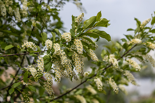 White blooming of wild bird cherry tree with green leaves is in a park in spring