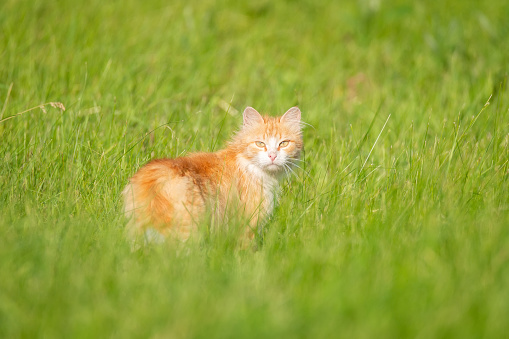 A red-haired yard cat walks on the green grass and looks at the camera