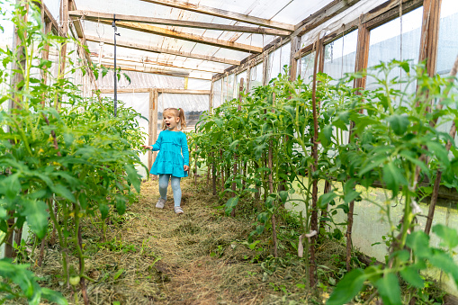 little girl walks through a greenhouse and studies tomato cultivation