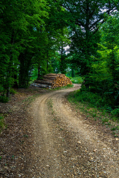 Abandoned Gravel Road Through Deciduous Forest In Austria
