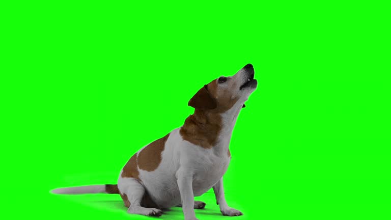 1,142 Dog Green Screen Stock Videos and Royalty-Free Footage - iStock | Winter dog green screen 1,142 Dog Green Screen Stock Videos and Royalty-Free Footage - iStock | Winter dog green screen