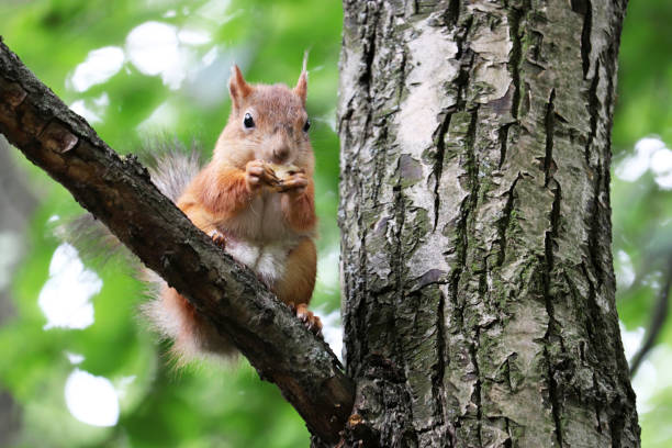 istock Red squirrel nibbles on food on a tree 1253695172