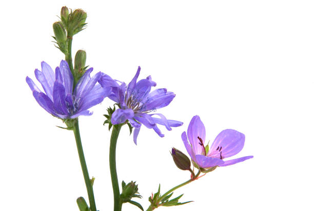 istock Delicate wildflowers on a white background 1253695238