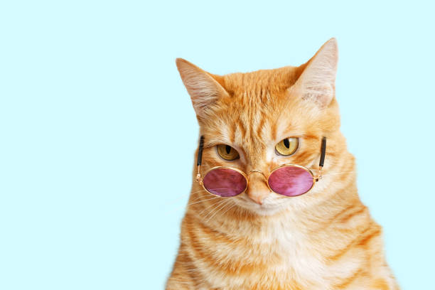 Closeup portrait of funny ginger cat wearing sunglasses isolated on light cyan. Copyspace. Closeup portrait of funny ginger cat wearing sunglasses isolated on light cyan. Copyspace. animal whisker photos stock pictures, royalty-free photos & images